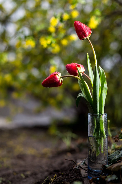 Tres tulipanes rojos
 - Foto, Imagen