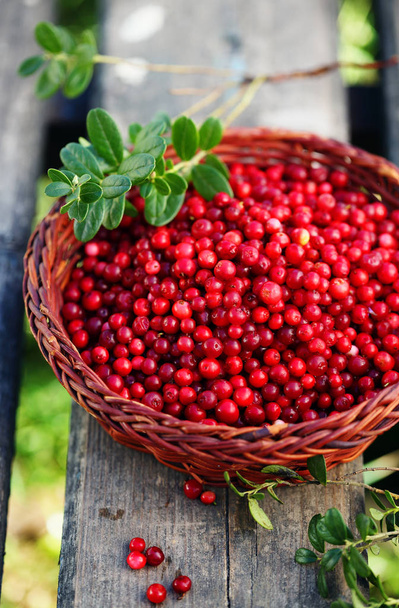 Fresh ecological lingonberry - Valokuva, kuva