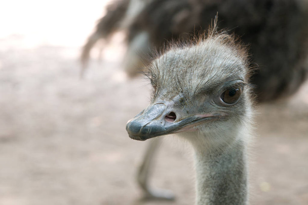 struisvogel hoofd close-up - Foto, afbeelding
