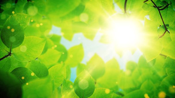 Летний фон, натуральная рамка из красивых зеленых листьев
 - Фото, изображение