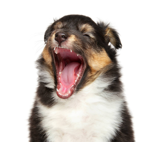 Shetland sheepdog puppy yawn - Photo, Image