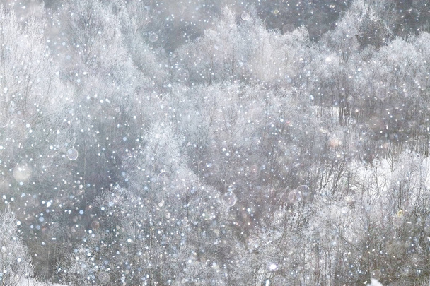 Snow-covered winter forest - Фото, зображення