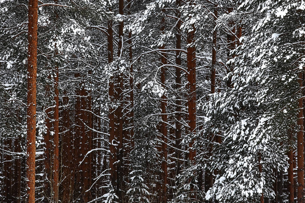 Snow-covered winter forest - Фото, изображение