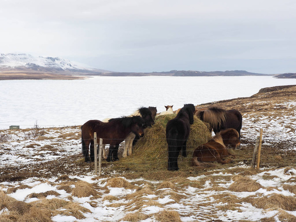 Icelandic horses feeding on field near frozen river. - Photo, Image