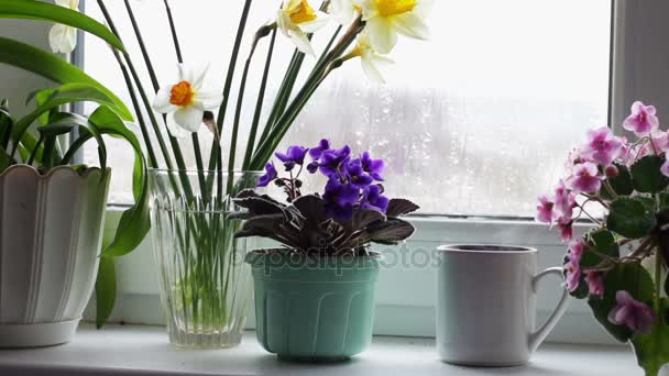 kopje koffie thee warm drankje op de vensterbank naast een mooie huis bloem in een pot - Video