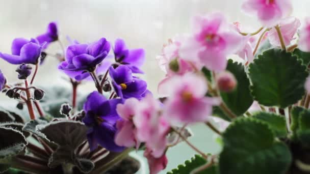 Flores floridas em um pote no peitoril da janela em tempo chuvoso
 - Filmagem, Vídeo