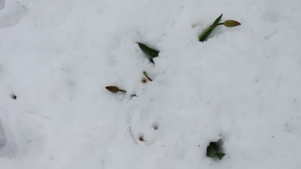 Consequências de uma tempestade de neve na primavera Uma flor de tulipa na neve
 - Filmagem, Vídeo