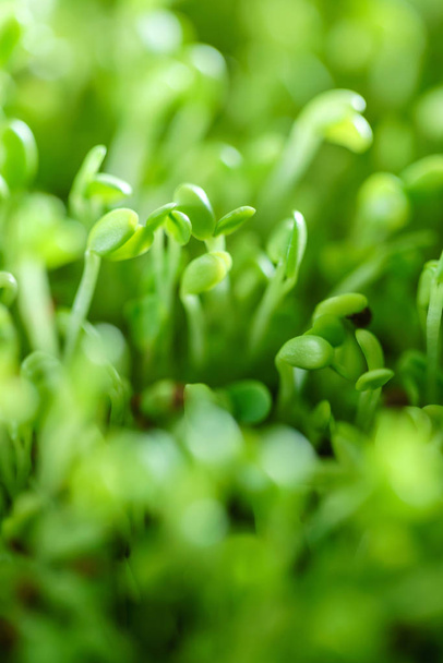 Young microgreen field - Фото, зображення