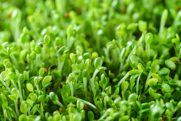Young microgreen field - Фото, изображение