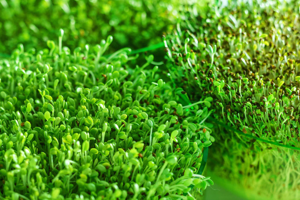 Young microgreen field - Photo, Image