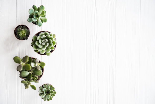 Green house plants potted, succulentson clean white wooden backg - Φωτογραφία, εικόνα