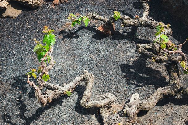 kuuluisa viinitarhoja La Geria vulkaanisella maaperällä, Lanzarote Island, Espanja
 - Valokuva, kuva
