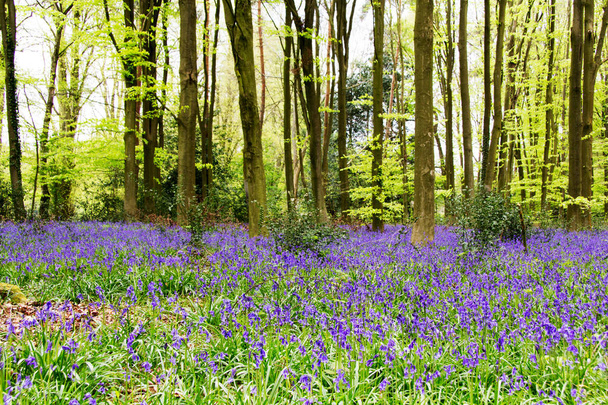 Bluebells crescendo em um chão de floresta inglês
 - Foto, Imagem