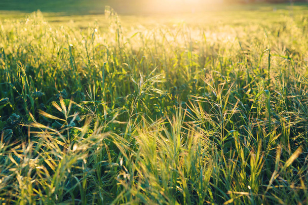 Coucher de soleil lumineux sur un champ vert. prairie verte
. - Photo, image