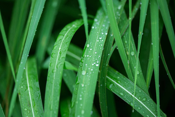 Gouttes d'eau sur l'herbe verte - Photo, image