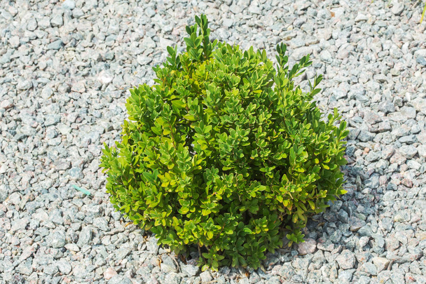 Buxus sempervirens or european box or boxwood with stones - Photo, Image