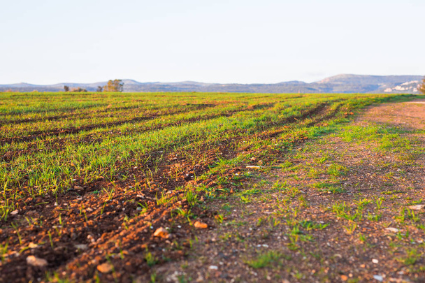 зелене сільське поле рано вранці
 - Фото, зображення