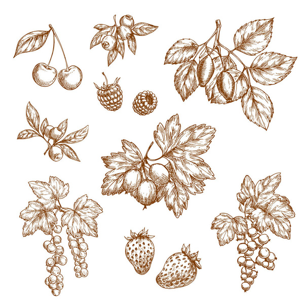 Lesní plody a ovoce vektorové skica ikony - Vektor, obrázek