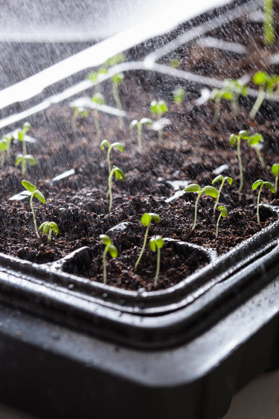 regar plantas de semillero que crecen en bandeja de plástico de germinación
 - Foto, imagen