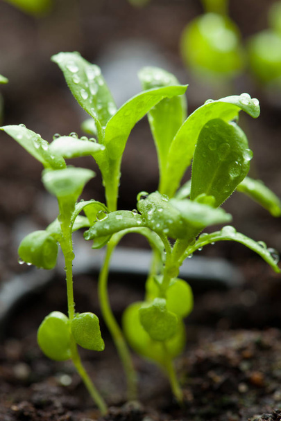 Sämlingspflanzen wachsen in keimender Plastiktüte - Foto, Bild