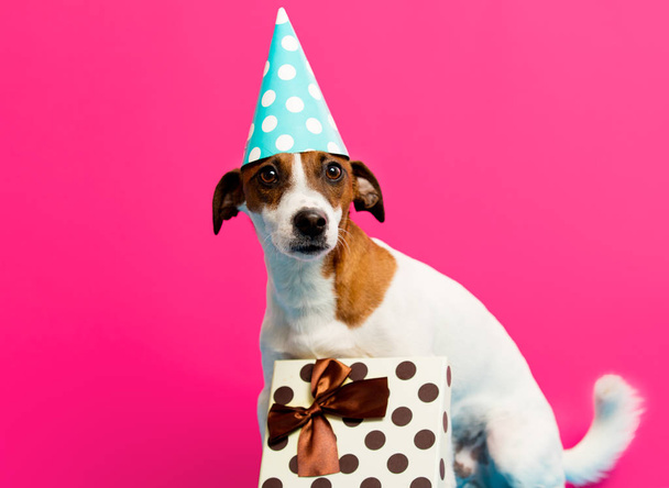 Jack Russel Terrier mit Geburtstagsmütze  - Foto, Bild