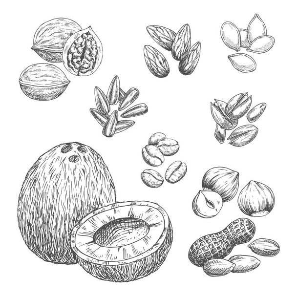 Nuts, grain and seeds vector sketch icons - Vector, Image