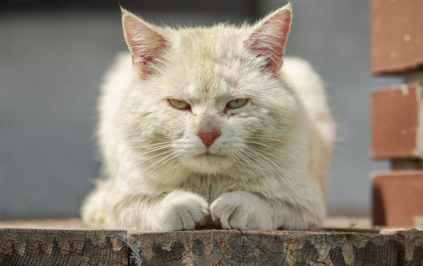 Cat Godfather Portret - Fotoğraf, Görsel