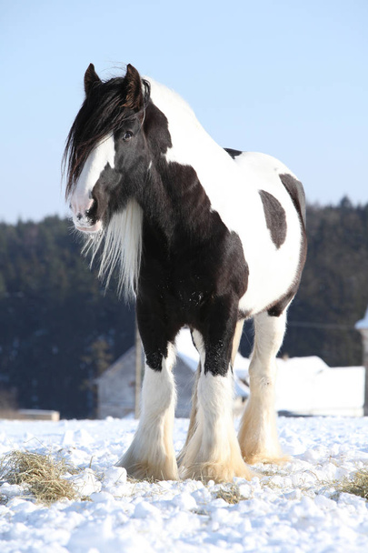 Nice irish cob stallion in winter - Photo, Image