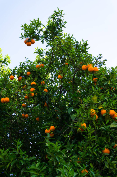 naranjo. fruto del jardín
 - Foto, imagen