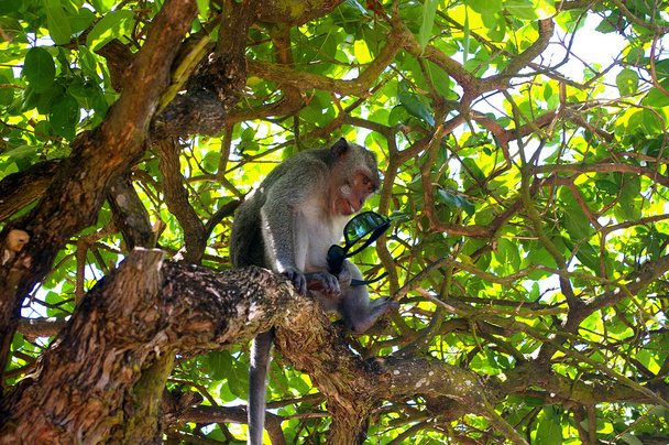 güneş gözlüğü ile maymun - Fotoğraf, Görsel