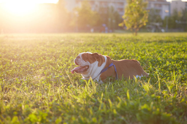 cute english bulldog standing on the grass - Zdjęcie, obraz