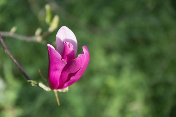 Gyönyörű tavaszi lila magnólia. - Fotó, kép