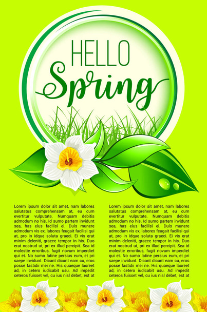 Spring holiday greeting poster of dafodil flowers - Vector, Image