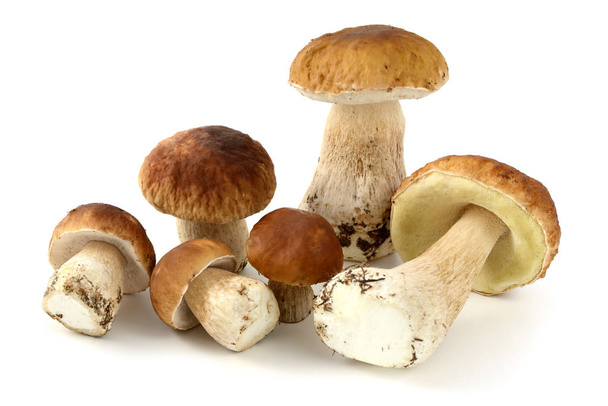 champignons de pain penny frais sur fond blanc isolé
 - Photo, image