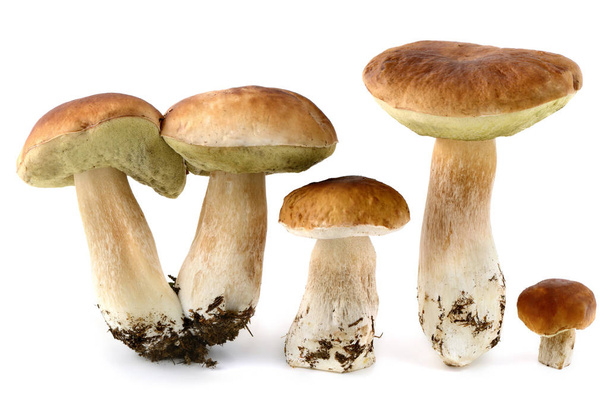 fresh penny bun  mushrooms on white isolated background - Foto, Imagen