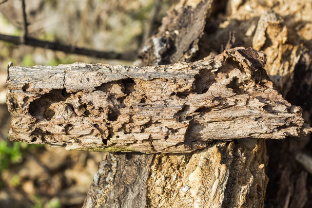Nagy fa gubanc kéreg bogár - Fotó, kép