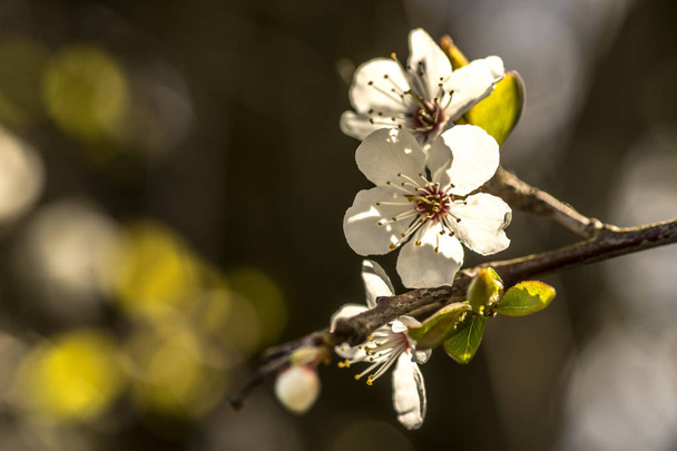 春は開花に木の枝をもたらします - 写真・画像