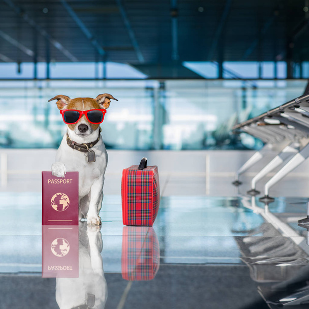 dog in airport terminal on vacation - Фото, изображение