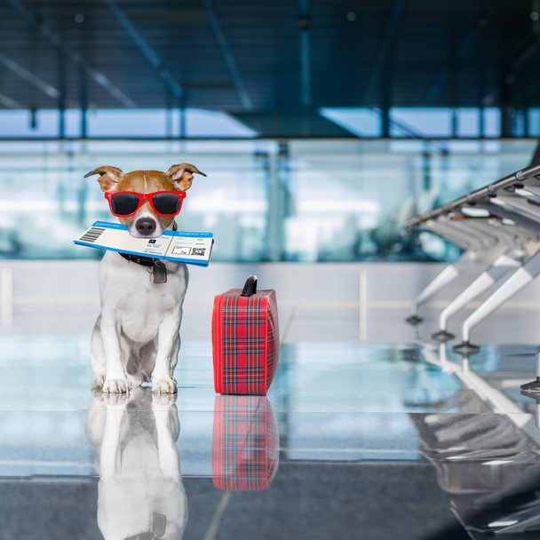 dog in airport terminal on vacation - Foto, imagen