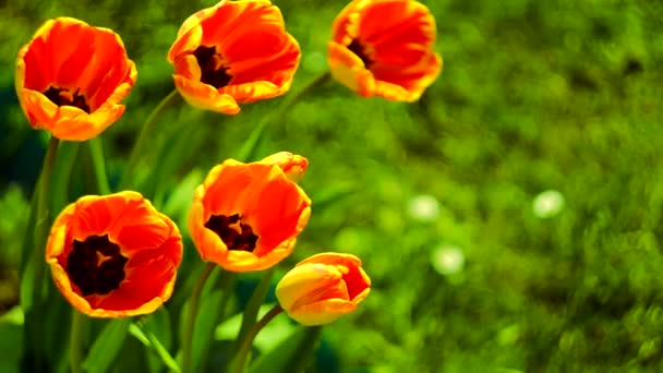 Zarte weiche Tulpen blühen  - Filmmaterial, Video