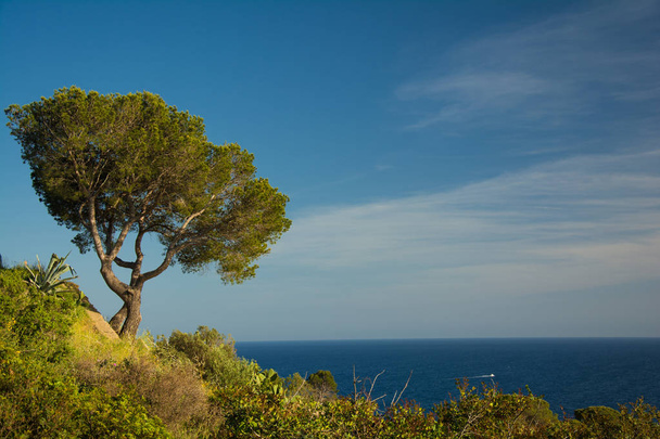 Isolated tree by the Mediterranean sea on the Costa Brava  - Photo, image