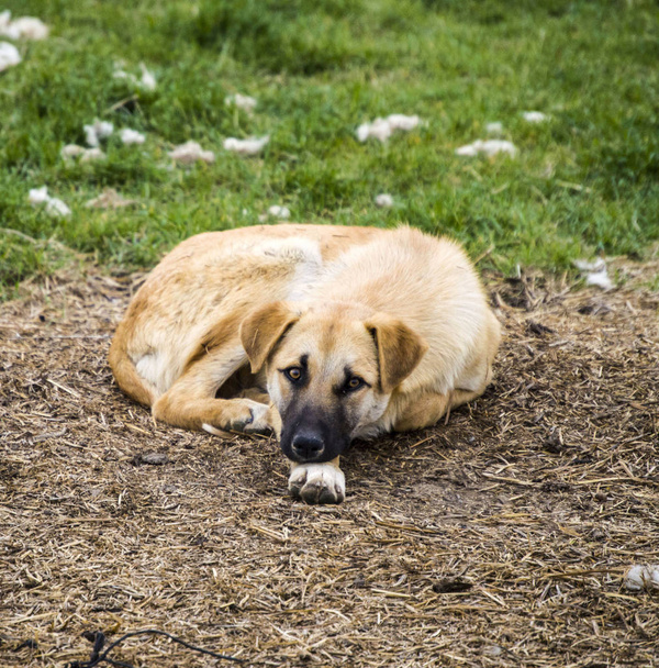 Roztomilý a sladký sedící a spící psi, pes obrázky vhodné pro kalendář listy, pes obrázky vhodné pro různé projekty, - Fotografie, Obrázek