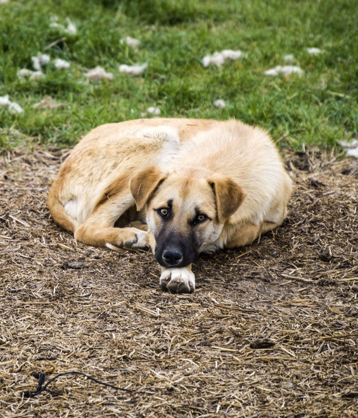Sevimli ve tatlı oturma ve uyuyan köpekler, köpek resimleri takvim için uygun bırakır, köpek resimleri çeşitli projeler için uygun, - Fotoğraf, Görsel