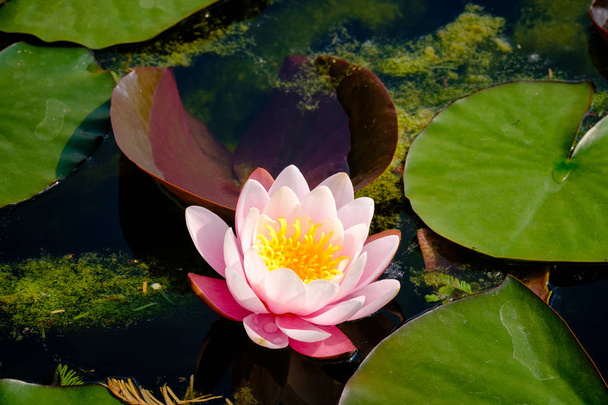 Kaunis ja värikäs vesi lilja
 - Valokuva, kuva