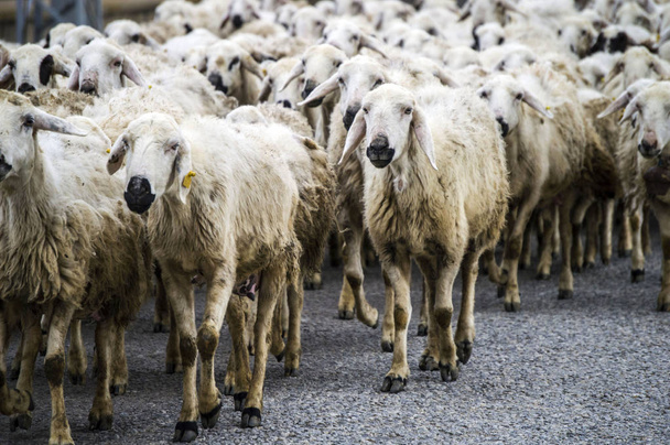 ovelhas, dezenas de ovelhas passando, ovelhas voltando para casa, braço de ovelha
. - Foto, Imagem