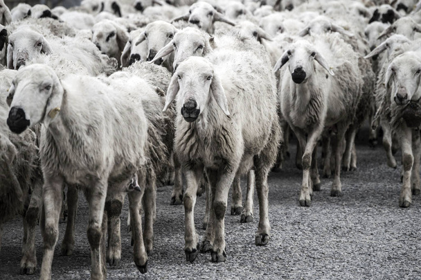 ovejas, docenas de ovejas pasando, ovejas regresando a casa, brazo de oveja
. - Foto, imagen