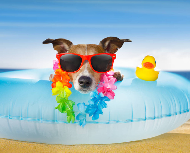 cão na praia e oceano com colchão de ar
 - Foto, Imagem