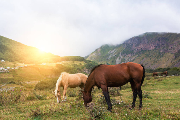 Mountain landscape with grazing horses - Фото, изображение