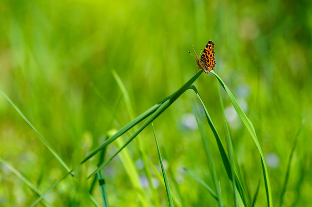 Бабочка сидит на траве
 - Фото, изображение