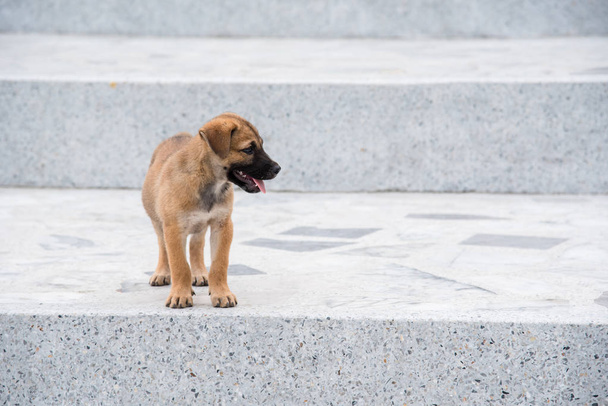 Cachorros El perro sin hogar no tiene dueño en el templo de Wat Thang sai en
 - Foto, Imagen
